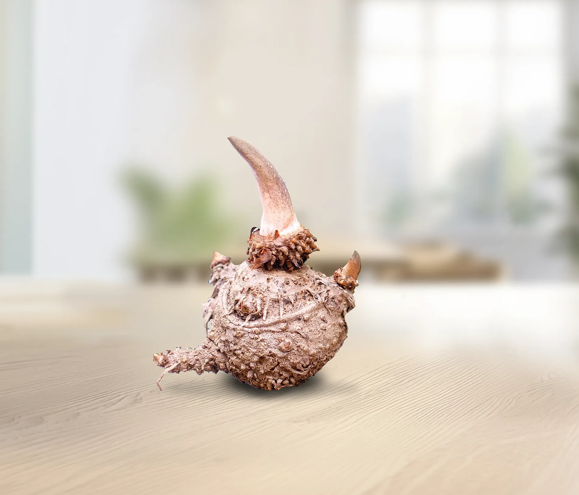 Konjakwurzel auf einem Holztisch als natürlicher Rohstoff für Polyglycosamin L112 in formoline L112.